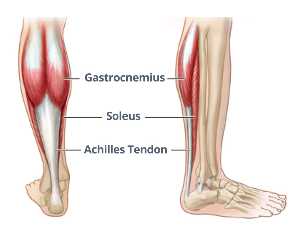 A calf strain can occur in either your gastrocnemius or soleus muscle.  Regardless of which muscle you strained, exercise selection and rehab  principles will be similar. The primary difference between in rehab